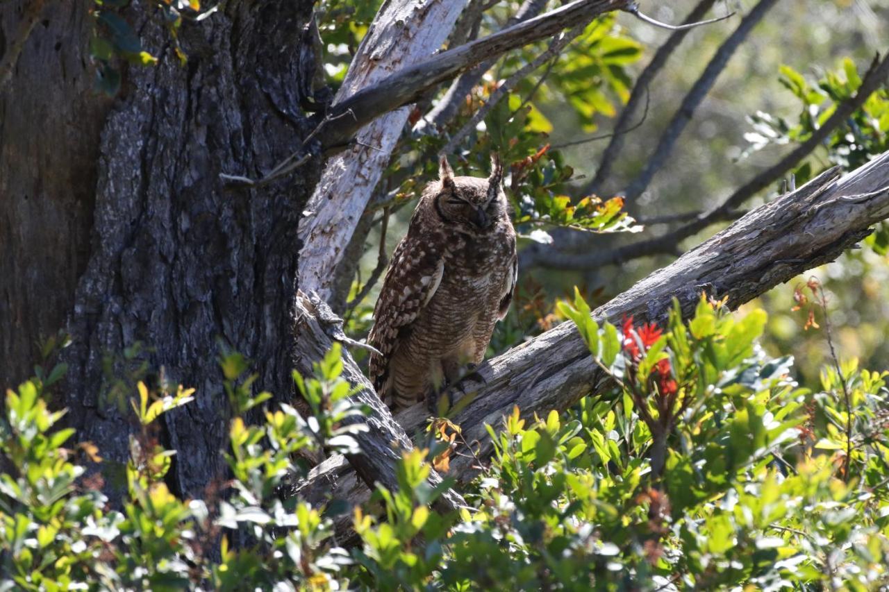 The Wood Owl Natureʼs Valley Kültér fotó
